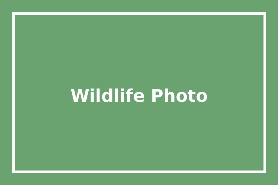 Wildlife honorable mention Wildlife themed photo with green background